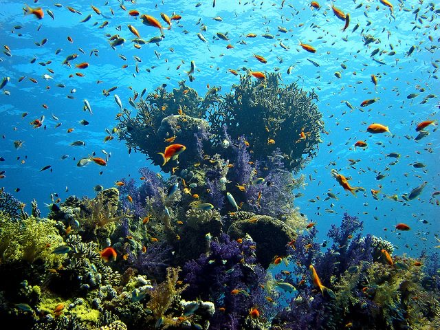 Snorkeling in Marsa Mubarak